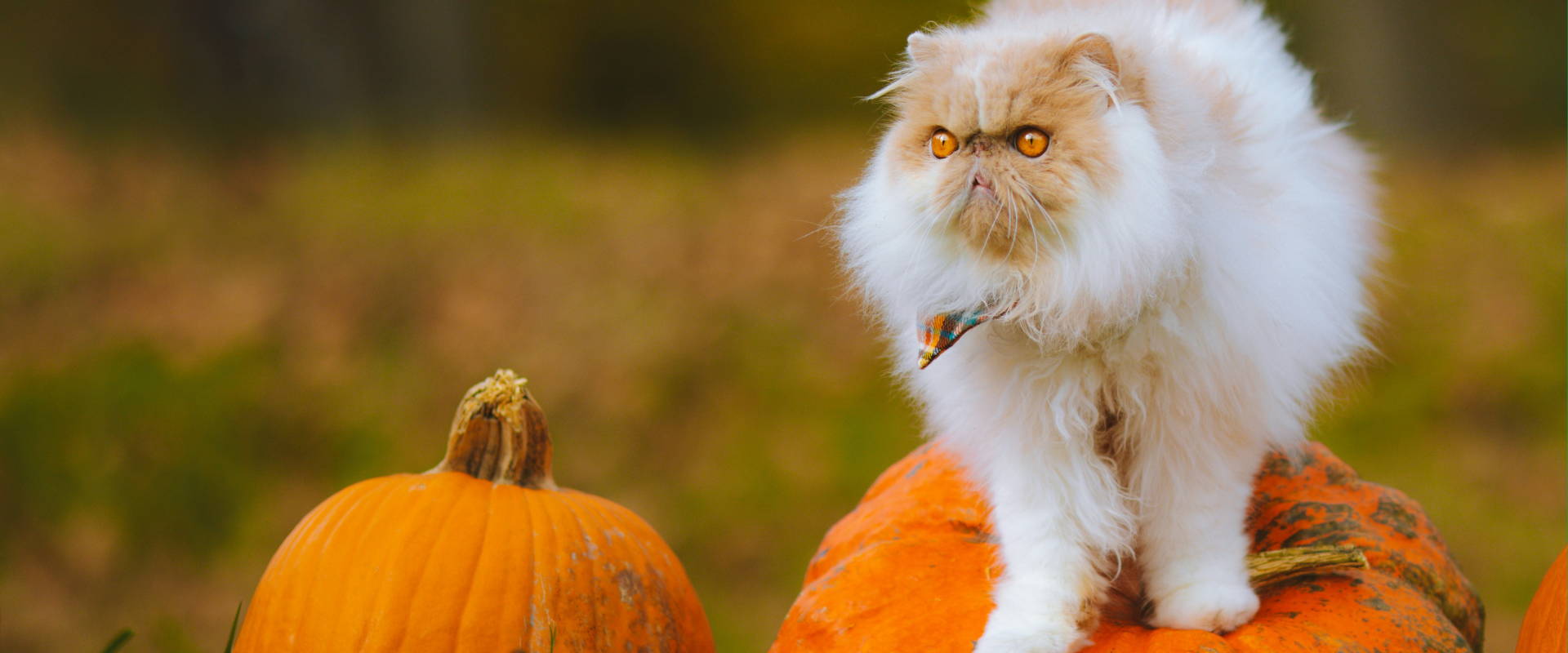 Halloween recipes for simple Autumn cat snacks and kitty treats Tilly Ted